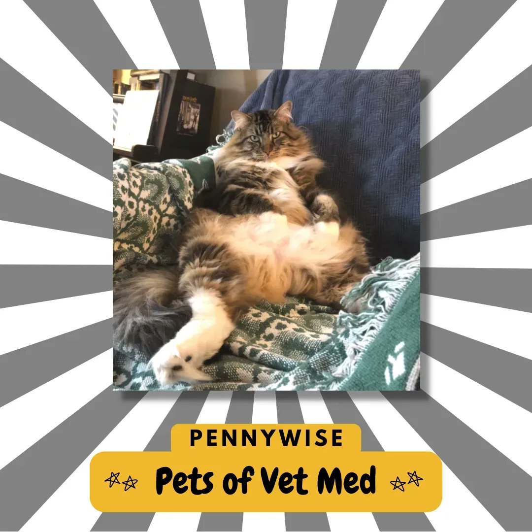 ZalkLibrary's tweet photo. Pennywise thought spring break started tomorrow, so he wasn't happy to learn it's only Wednesday... 10/10 we understand the disappointment. #MizzouLibraries #PetsOfVetMed #SpringBreak https://t.co/WXR64KPtAX