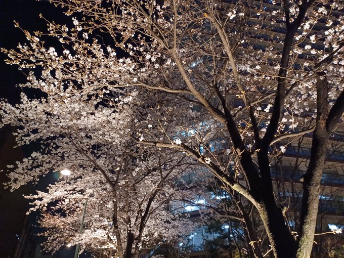 夜桜四重奏 