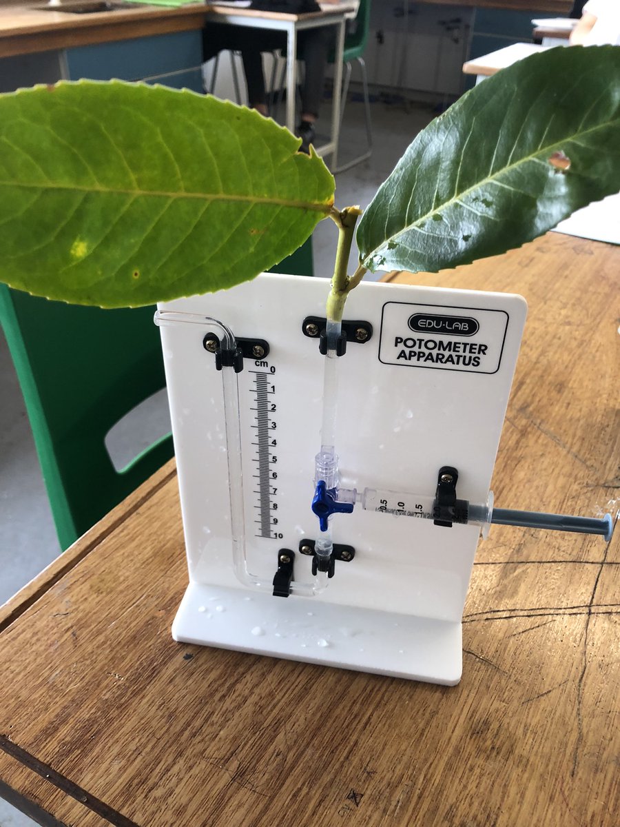 PatchwayS's tweet photo. Year 9 have been studying transpiration so today we looked at stomata ( holes in a leaf where water is lost) and potometers - the apparatus used to measure the rate of transpiration. #ambitious #respectful #excellent @olympustrust @patchwayc_s https://t.co/l6ceXfp0cO