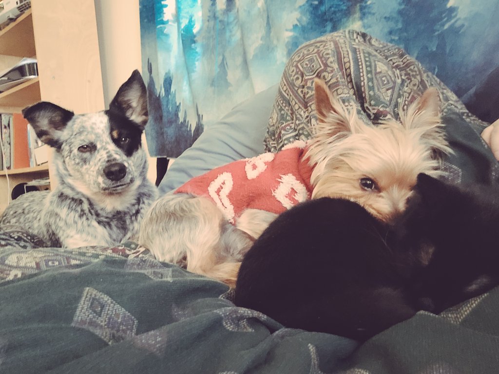 TwoForSue's tweet image. Don't overlook kitty 🖤