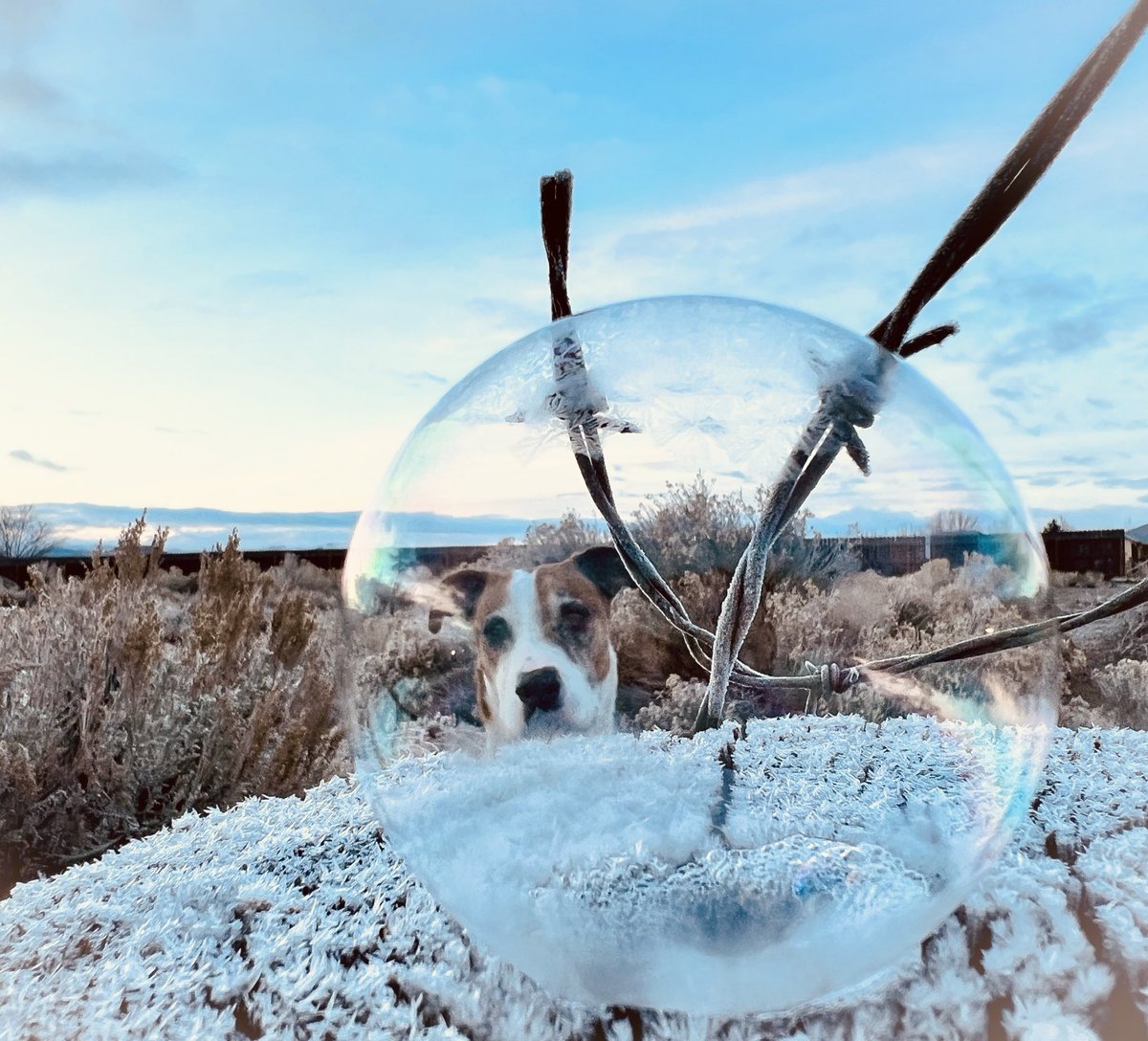 rikyd_smith's tweet photo. #photobomb #frozenbubbles #winter2023 
#neverendingstory @natwxdesk #doglife @WeatherNation #poundpuppy https://t.co/QCDeNSZgee