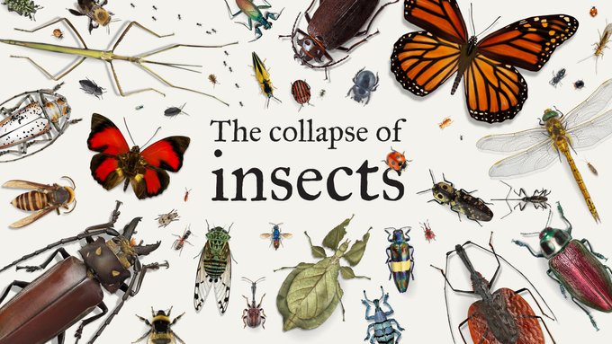 About 80% of wild plants rely on #insects for #pollination
🦗
“If insects continue to decline, expect some pretty dire consequences for ecosystems generally — &amp; for people.” 
<a href="/DaveGoulson/">Dave Goulson</a>

Some mind-blowing visuals to help make sense of a lot of numbers 👇

Via <a href="/Buzz_dont_tweet/">Buglife</a>