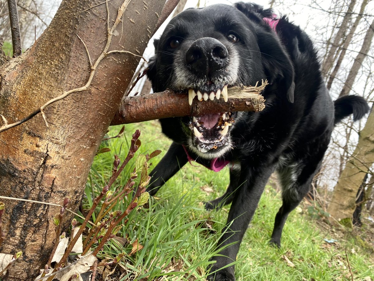 HellingtonBoots's tweet photo. Todayβs #Chomp Sheβs been under the weather the last couple of days, but has bounced back to being on good form! π¦ πβπ¦ΊπΎ
#Stellasaurus #TeamChomp https://t.co/NJf1wNxyJz