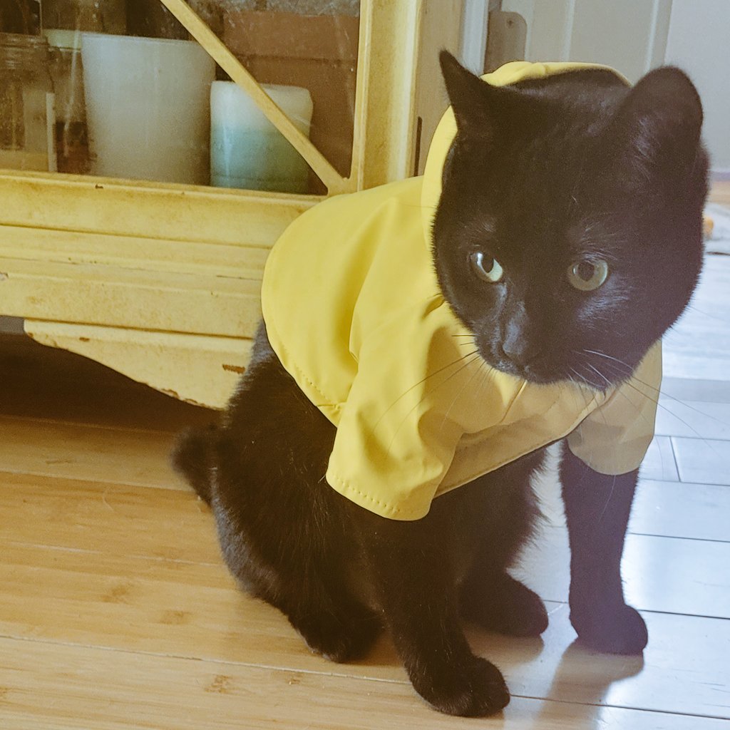 TwoForSue's tweet image. #KittyTwitter #Cat #pets #cute