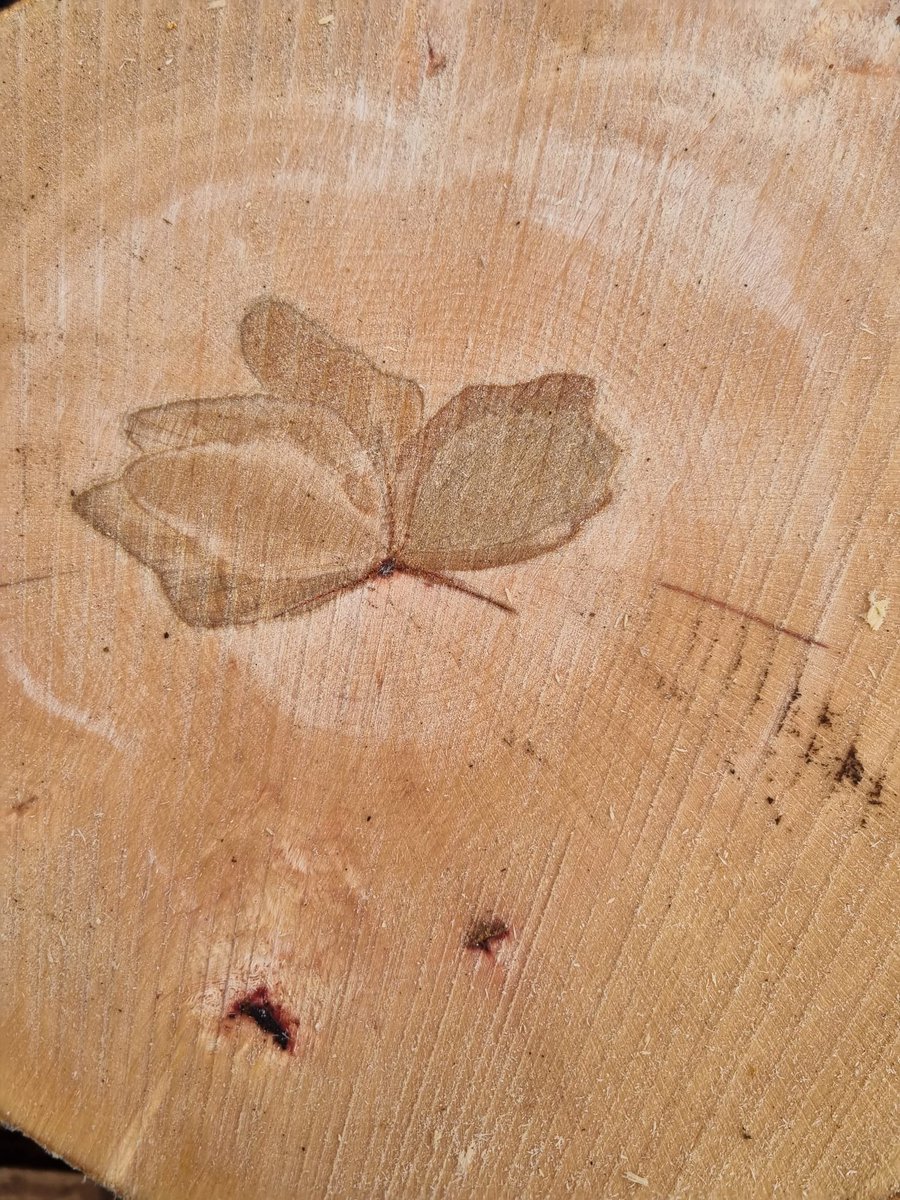 Beuk met slaap, maar wel hele mooie….
#beuk #bomen #boom #hout