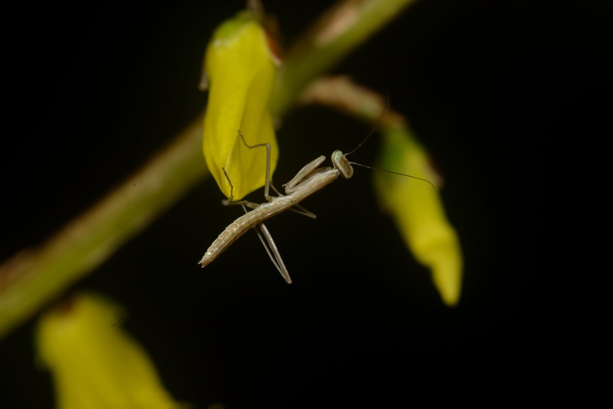 sabikikori5's tweet photo. 昨日が君の誕生日。
#オオカマキリ
#Tenodera aridifolia #Mantidae #Mantodea https://t.co/zRDKQndNAk