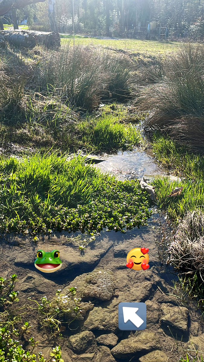 TempAqua's tweet photo. A small stream at @WSL_research campus as habitat :) We can't wait to see the next stage! https://t.co/vR7iKA1sJa