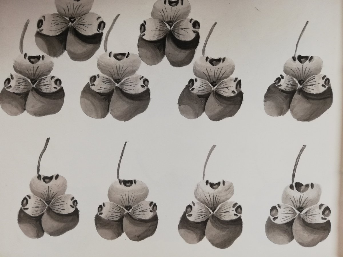 NorthantsPast's tweet image. One of our volunteers came across these pretty flowers, we thought we would share them with you all.
Reference: M(W)/87