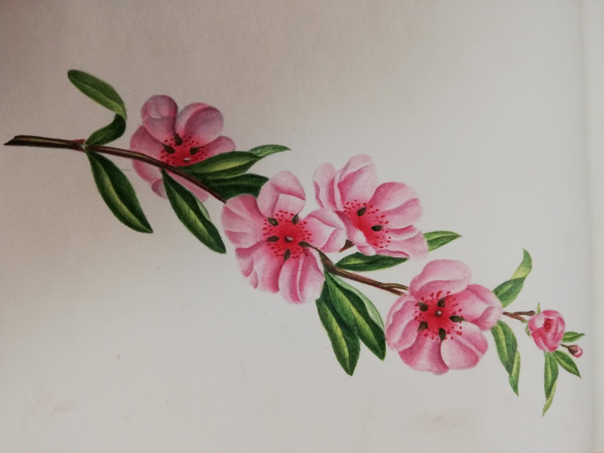 NorthantsPast's tweet image. One of our volunteers came across these pretty flowers, we thought we would share them with you all.
Reference: M(W)/87