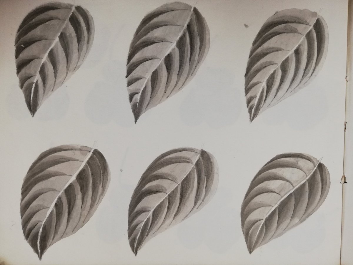 NorthantsPast's tweet image. One of our volunteers came across these pretty flowers, we thought we would share them with you all.
Reference: M(W)/87