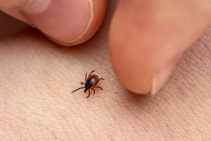 Babesiosis, a tick-borne disease is now endemic in 10 U.S. states buff.ly/3JEv304 #tickdisease #babesiosis #vectorbornedisease #endeminc