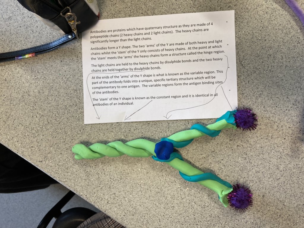 ELABiology's tweet photo. Year 12 are learning the structure of antibodies this week https://t.co/zoNDEDLoC3