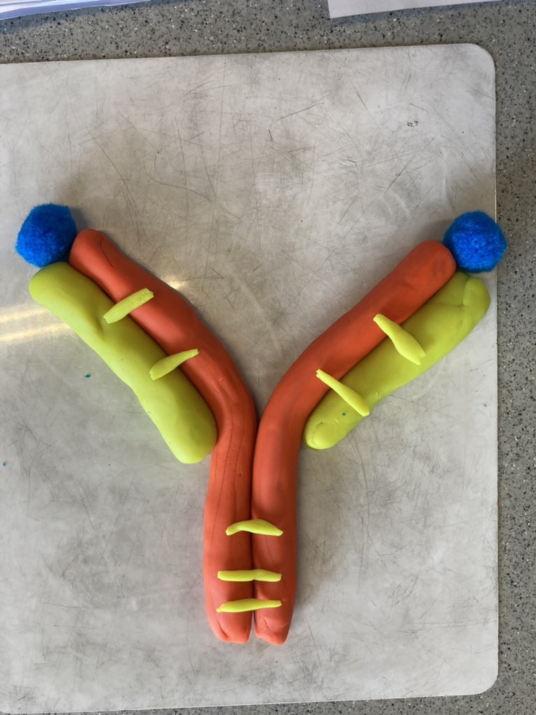 ELABiology's tweet photo. Year 12 are learning the structure of antibodies this week https://t.co/zoNDEDLoC3