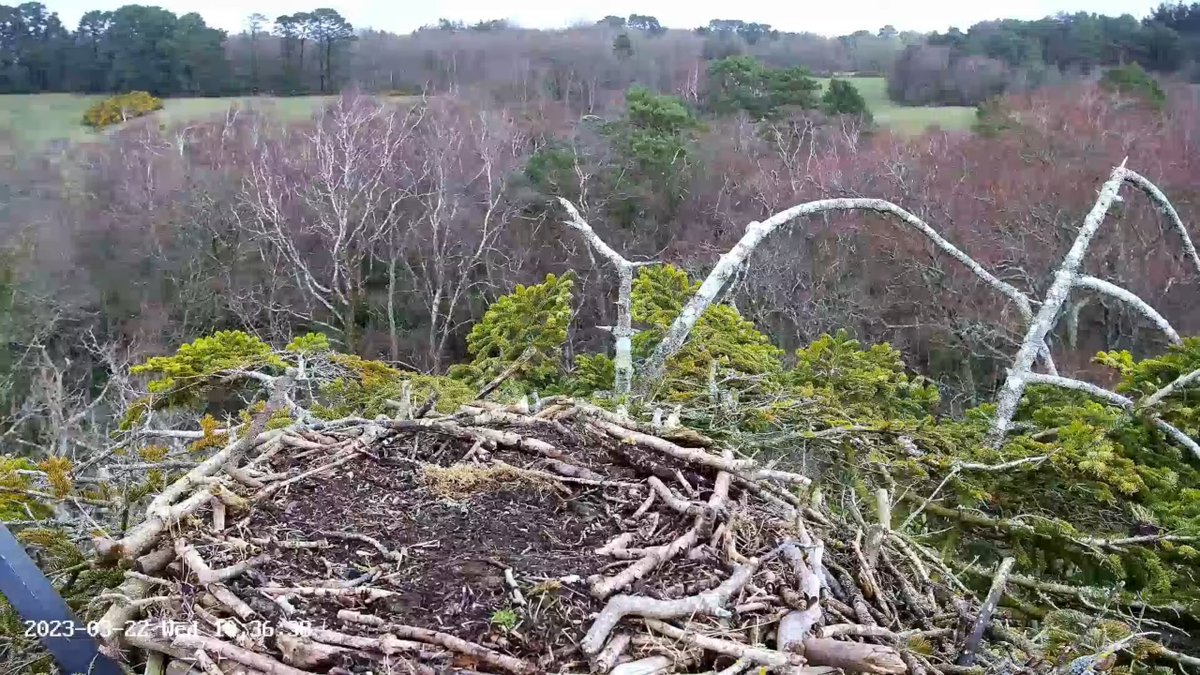 Birds of Poole Harbour tweet media