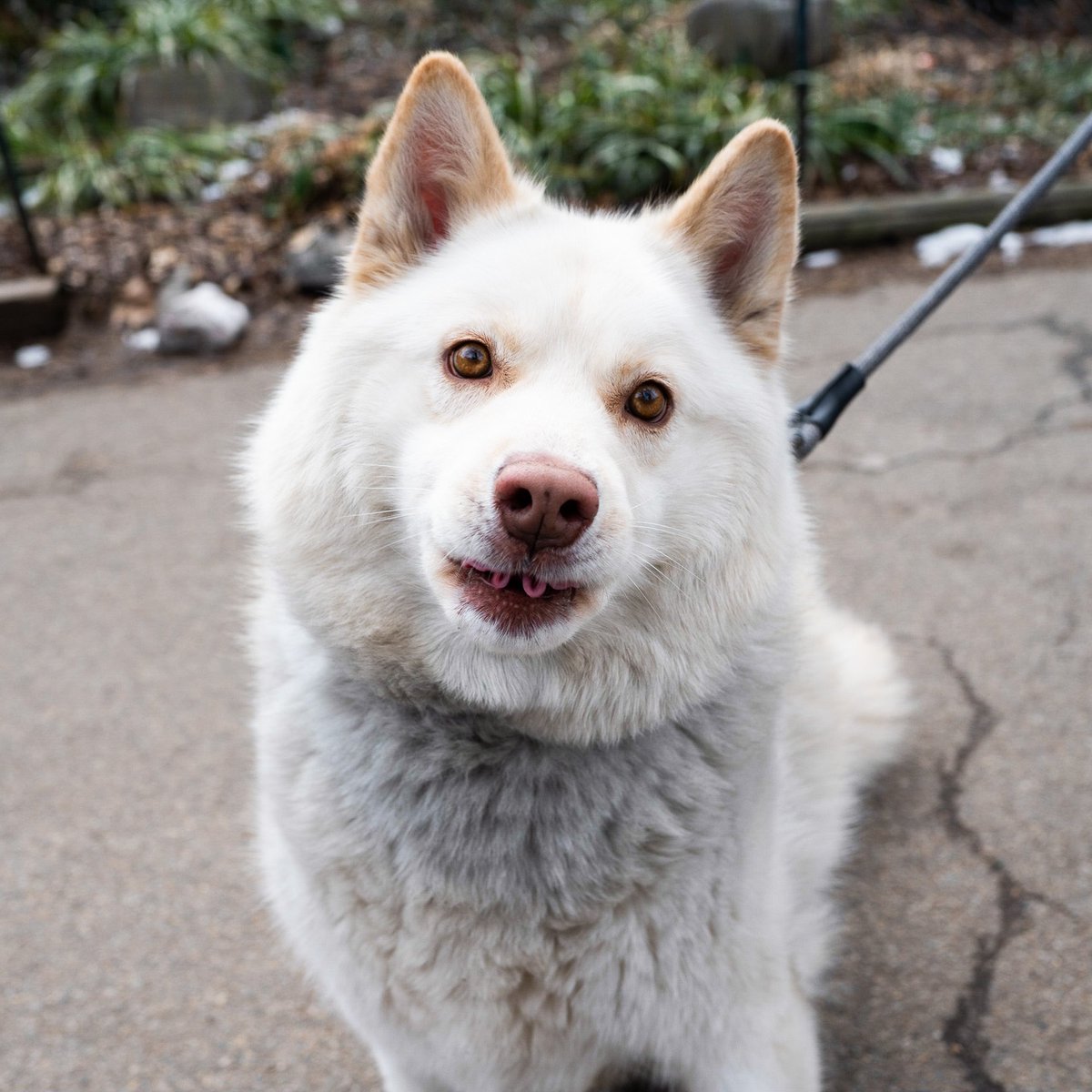 thedogist's tweet image. Sam, Pomsky (8 y/o), Fort Greene Park, Brooklyn, NY • “He’s a Pomsky, believe it or not – I just found that out two months ago. I also thought he was six, but now he’s eight. He’s a rescue from one of the Carolinas. He’s really mellow and sweet.”
