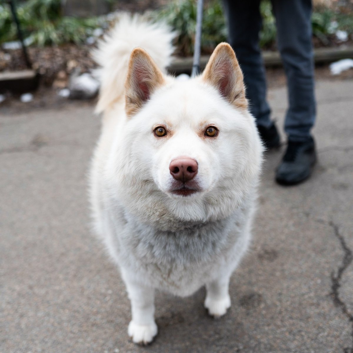 thedogist's tweet image. Sam, Pomsky (8 y/o), Fort Greene Park, Brooklyn, NY • “He’s a Pomsky, believe it or not – I just found that out two months ago. I also thought he was six, but now he’s eight. He’s a rescue from one of the Carolinas. He’s really mellow and sweet.”