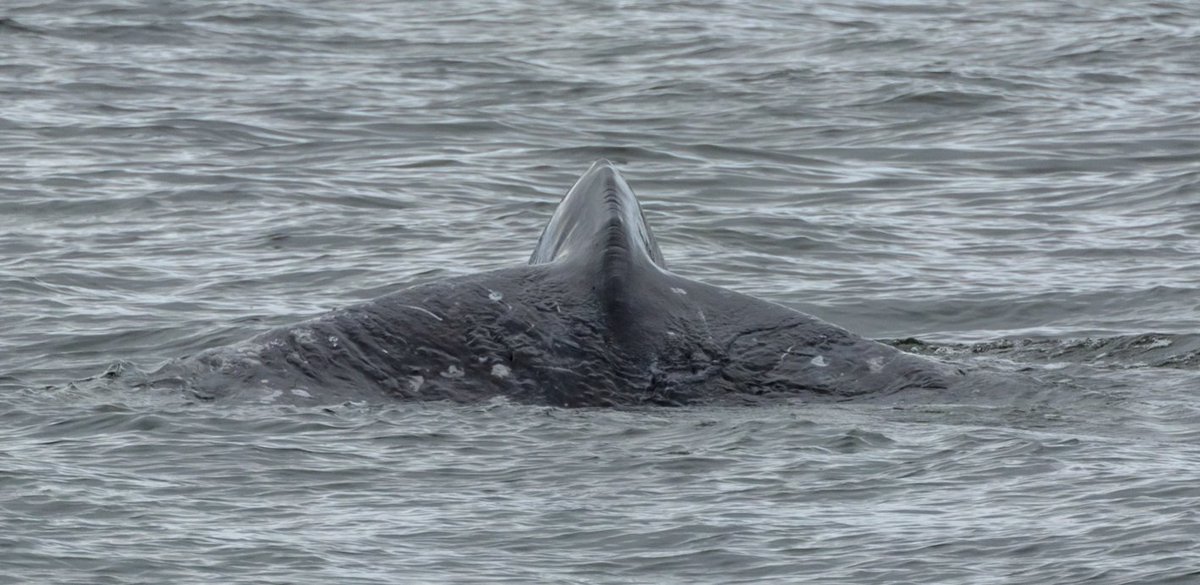 Puget Sound Express tweet media