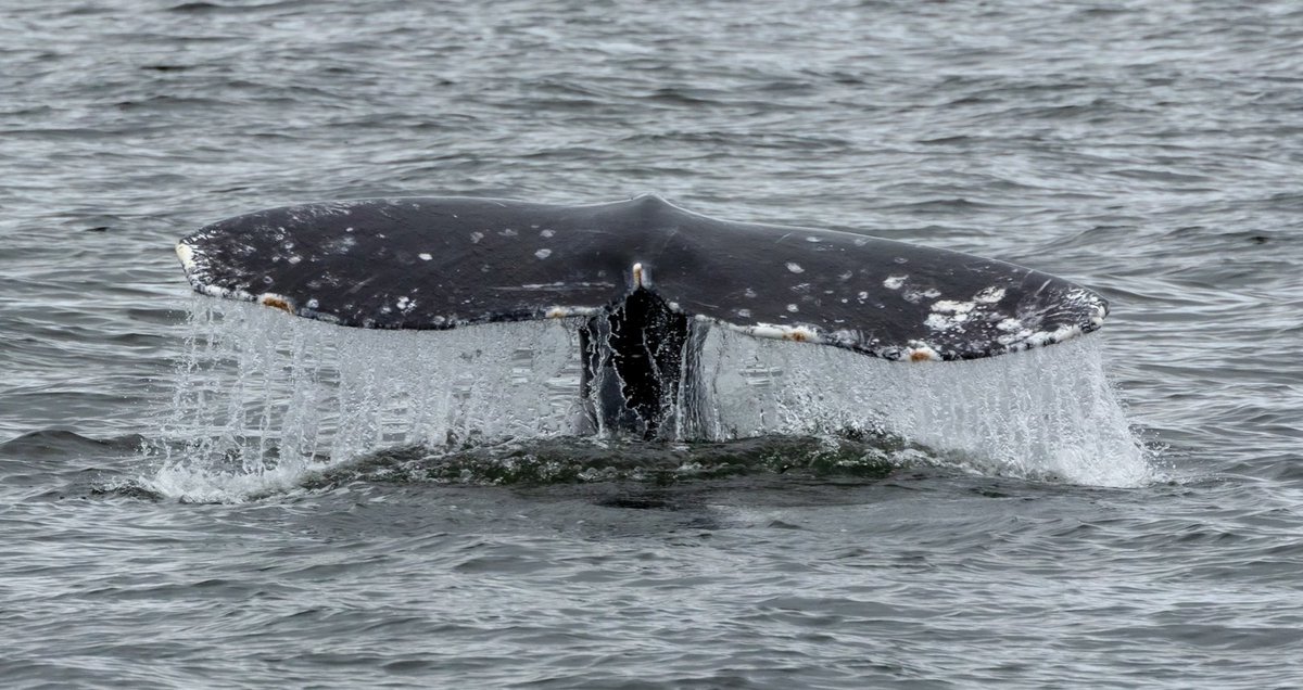 Puget Sound Express tweet media