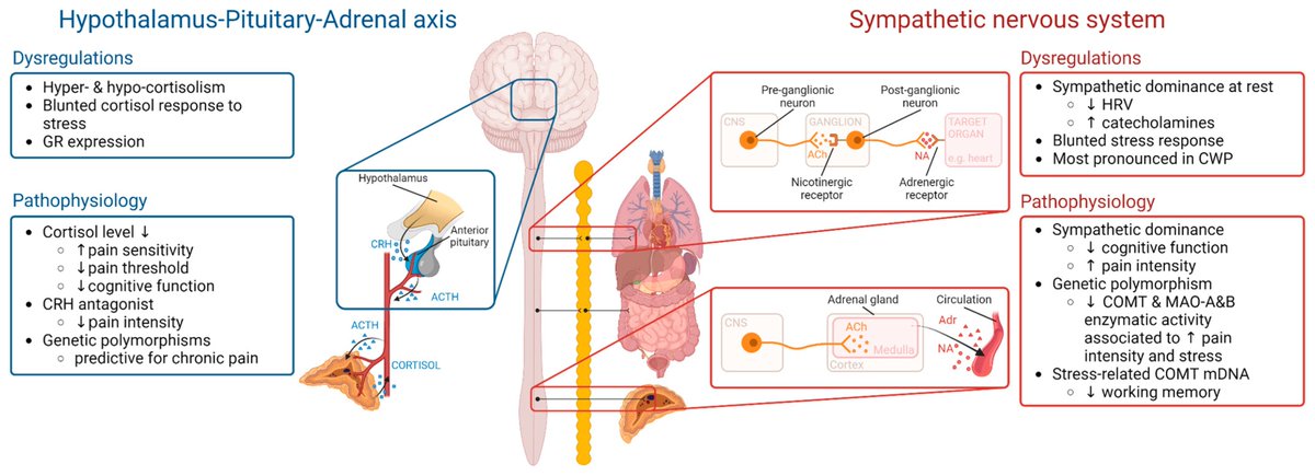 Dear Twitter Friends, State-of-the-Art Review on the Biology of Stress Intolerance in Patients with Chronic Pain &amp; its Clinical Implications. 🔓:  tinyurl.com/4rtcc38z  &amp; part of special issue "The Biology of Chronic Pain: Applications in Practice" tinyurl.com/4edd2hdc