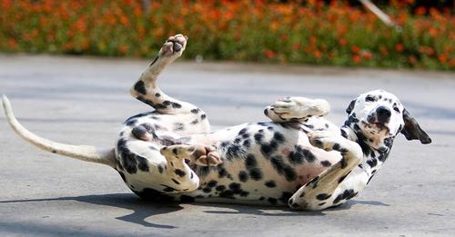 TheBestPetDogs's tweet image. 🐶 Interested in an athletic and spotted companion? Check out our comprehensive guide on the Dalmatian! Learn about their history, unique personality traits, and training tips. #Dalmatian #DogGuide #AthleticDog #SpottedDog #TheBestPetDogs #Dogs #BestDogs
thebestpetdogs.blogspot.com/2023/03/dalmat…