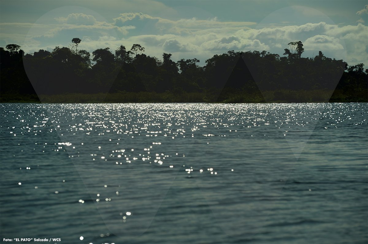 WCS Colombia 💚 tweet media