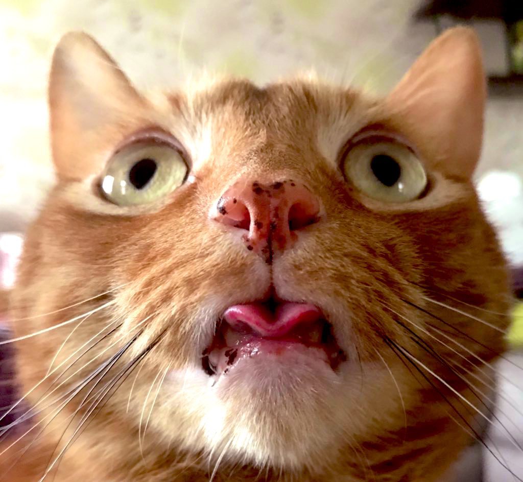 weirdlilguys's tweet photo. HELLO HI ITS MLEMSDAY!!!!!!! 

👅🚨👅🚨👅🚨👅🚨👅

post your mlems and bleps in the thread!!

LFGGGGG https://t.co/0nn4ealEca