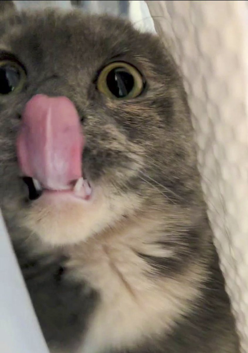 weirdlilguys's tweet photo. HELLO HI ITS MLEMSDAY!!!!!!! 

👅🚨👅🚨👅🚨👅🚨👅

post your mlems and bleps in the thread!!

LFGGGGG https://t.co/0nn4ealEca
