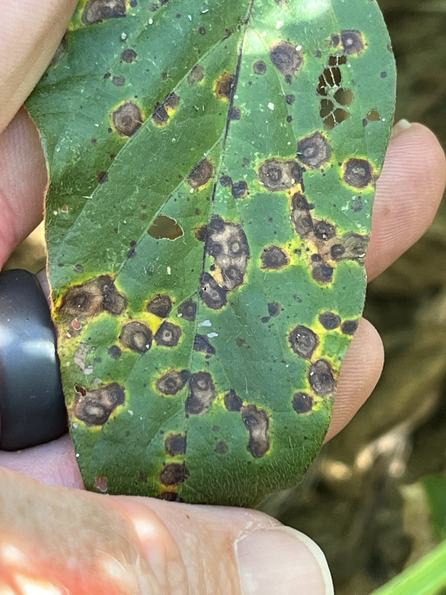 ISDPPodcast's tweet photo. Season 2 Episode 12 is uploaded! I interview
@baldpathologist
of
@msstate
on soybean Target spot.
https://t.co/Jw1NfxByb4
#IPM #podcast #ISeeDeadPlants #soybeans #Targetspot https://t.co/RijMjF4kvf
