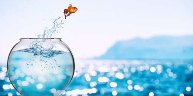 JeffSokolowski1's tweet photo. When searching for a job, it helps to maintain an even keel. See this post by Robert Half’s Gary Williams to learn more about the “goldfish approach.” https://t.co/i40jQe4ufG https://t.co/ASVCVOEYLI