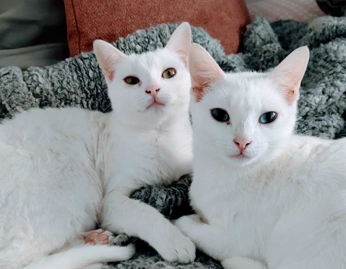 Juliaenlaonda's tweet photo. Hoy la cosa va de gatos: os presentamos a Blanca y a Cotton, estas dos gatas hermanas que solo se distinguen por el color de los ojos https://t.co/j2eFKWuIE6