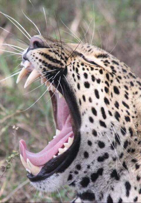 MstSafaris's tweet photo. https://t.co/QkzOTWK3uC