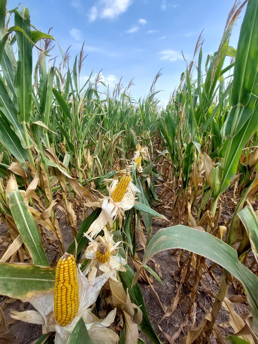 f_olivetto's tweet photo. A pesar de la durisima campaña que se está viviendo estamos cerca del productor recorriendo las novedades que se nos vienen
 LT 3-44Tre, siempre nos acompañan las herramientas digitales📱🚜
#Líderesenrelacionamiento @LaTijeretaMaiz @FieldViewArg @AnduGargantini @FDagrosrl https://t.co/iQcFLzRFkn