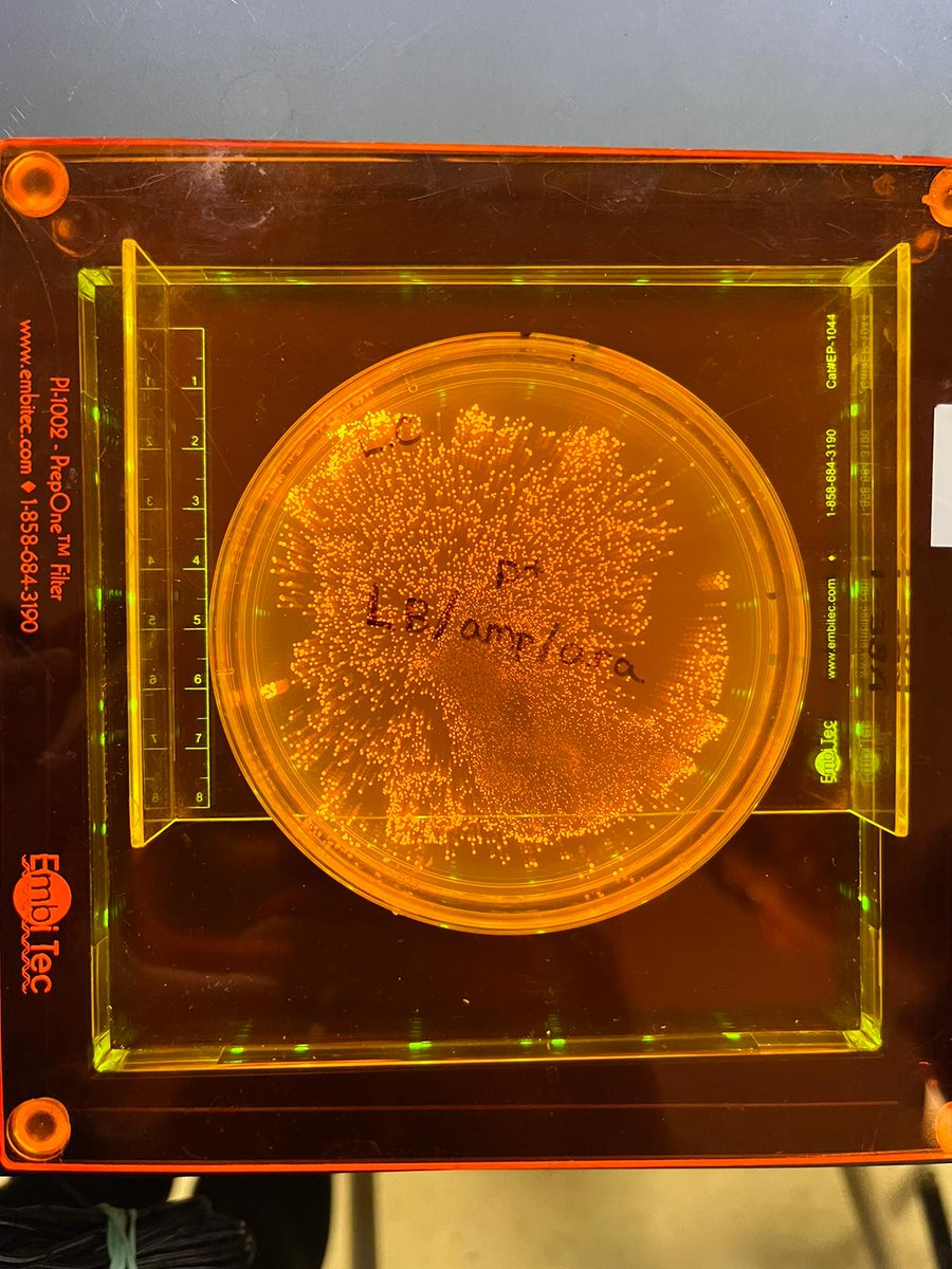 Sarah Gallah tweet media