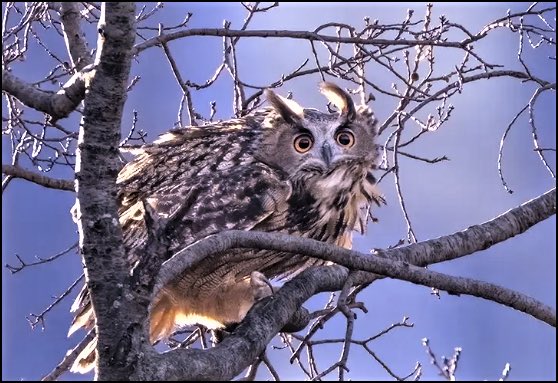 FlacoTheOwl (@flaco_theowl) on Twitter photo “The only way to deal with an unfree world is to become so absolutely free that your very existence is an act of rebellion.” — Albert Camus
#birdcp #birdcpp #birdphotography #birding #BirdsOfTwitter #birdsofprey #BirdsSeenIn2023 #flaco #flacotheowl #centralpark
📸: <a href="/cherylwk1/">Cheryl Waixel Kaften</a> “The only way to deal with an unfree world is to become so absolutely free that your very existence is an act of rebellion.” — Albert Camus
#birdcp #birdcpp #birdphotography #birding #BirdsOfTwitter #birdsofprey #BirdsSeenIn2023 #flaco #flacotheowl #centralpark
📸: <a href="/cherylwk1/">Cheryl Waixel Kaften</a>