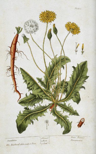 britishlibrary's tweet image. Spring is here and some of our favourite flowers are in bloom – but what do you know about botanical properties?

Enter ‘Botanica Blackwellia’, otherwise known as Elizabeth Blackwell, a remarkable woman who penned and illustrated the book, A Curious Herbal, from 1737-39 🌱