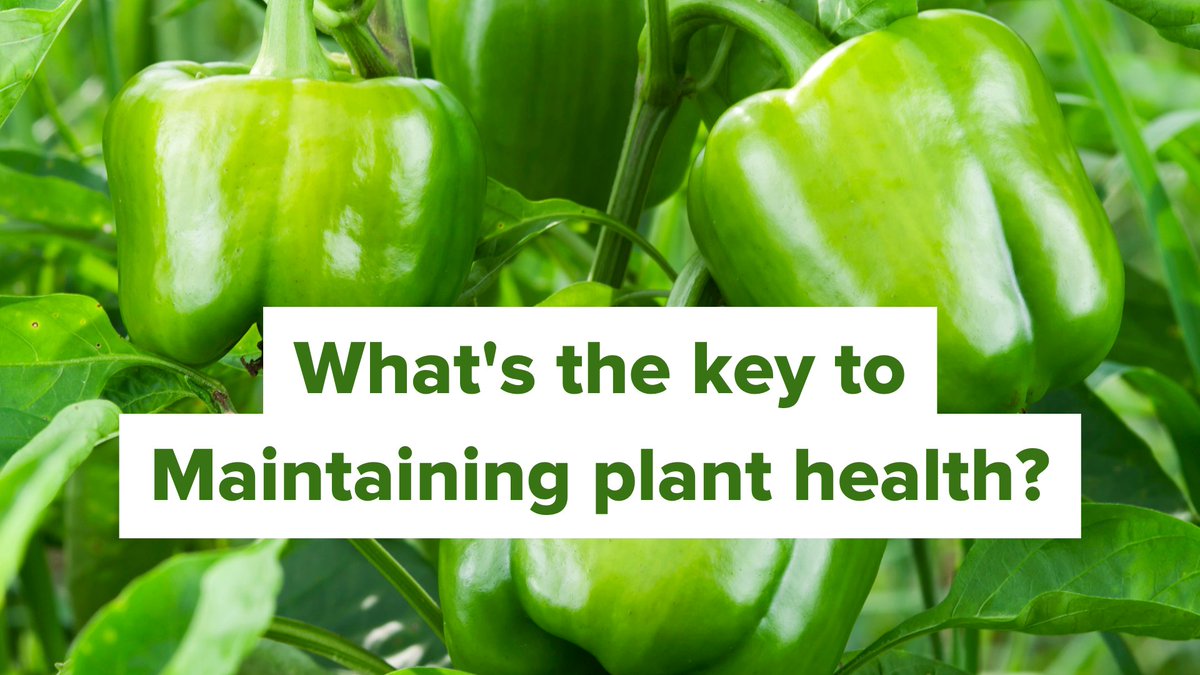 HyRBrix's tweet photo. The key to maintaining plant health: https://t.co/uQz8hWFFWZ https://t.co/53vExQnMOi