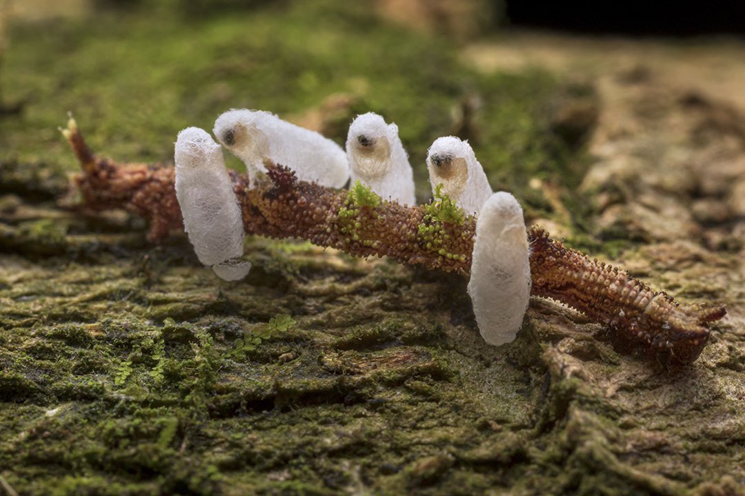 RGarcia_Roa's tweet photo. En la selva de Perú, ser el centro de atención es fatal. A pesar de su pequeño tamaño (~0.8 cm) y un camuflaje casi perfecto, esta minúscula oruga no pudo pasar desapercibida ante la atención de una avispa parásita que decidió usarla como transporte para su descendencia 🐛 https://t.co/fxOdVqMe2Q