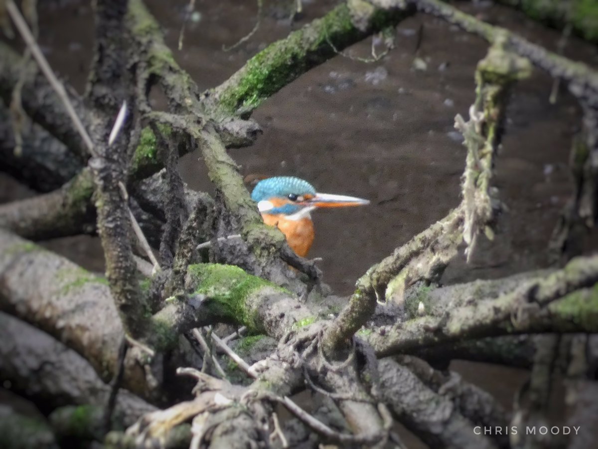 Save Our Bride Otters (@savebrideotters) on Twitter photo A lucky spot on the way home along the Lee after attending the <a href="/WatersProgramme/">Local Authority Waters Programme</a> Rivers and Streams of Cork City event for #WorldWaterDay2023 . “A kingfisher!” I say to a passing workman who immediately puts down his ladder and comes over for a look. #cork A lucky spot on the way home along the Lee after attending the <a href="/WatersProgramme/">Local Authority Waters Programme</a> Rivers and Streams of Cork City event for #WorldWaterDay2023 . “A kingfisher!” I say to a passing workman who immediately puts down his ladder and comes over for a look. #cork