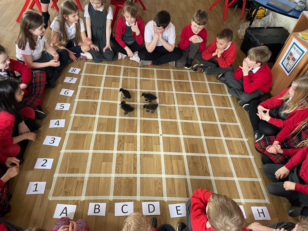 This afternoon we let our ducks have a wander over our huge grid to practise our grid references! Can you spot the grid reference for each duck? 🦆