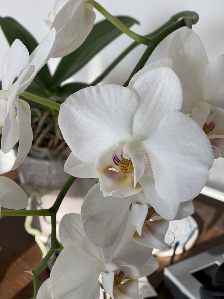 It’s orchid time. All my babies are blooming right now. ❤️