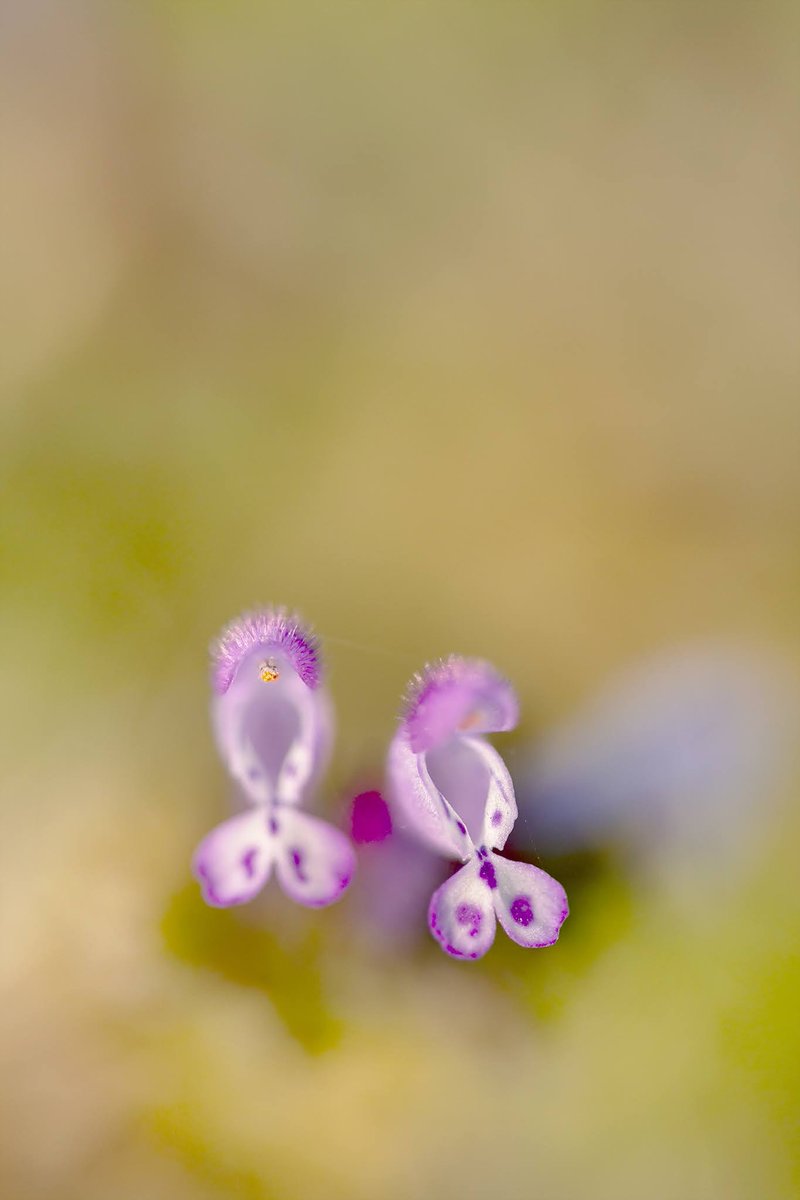 ArukasFoto's tweet photo. ホトケノザ
#マイタムロンレンズ
#タムキュー
#F017 S
#マクロ
#花
#macro
#flower
#flowers
#flower_beauty_pics
#flower_beauties
#japancamera_photo https://t.co/R1Fnv1bVIb