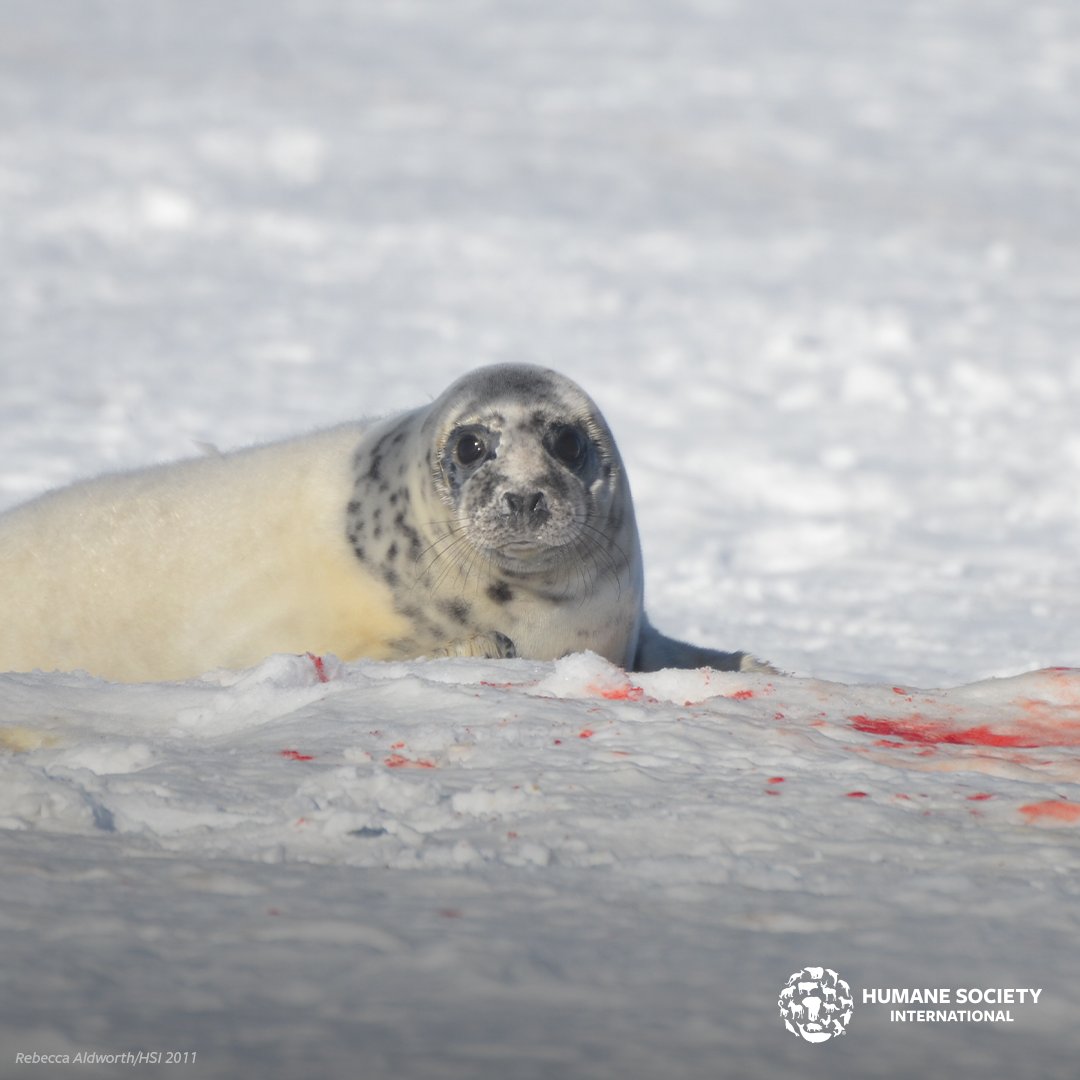 Humane World for Animals News tweet media