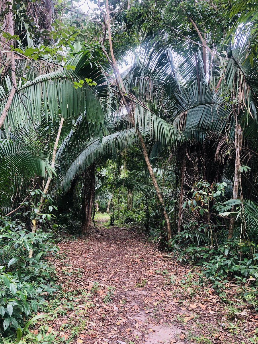 belizemonkey's tweet photo. Our natural trail has become a hit with our guest for forest bathing at their leisure.
.
.
Reserve your cabin direct through our website- https://t.co/mWj96GLy6c

#trail #nature #forestbathe
#howlermonkeyresortandnaturepark #nocrowd https://t.co/Udnr8IN4wr