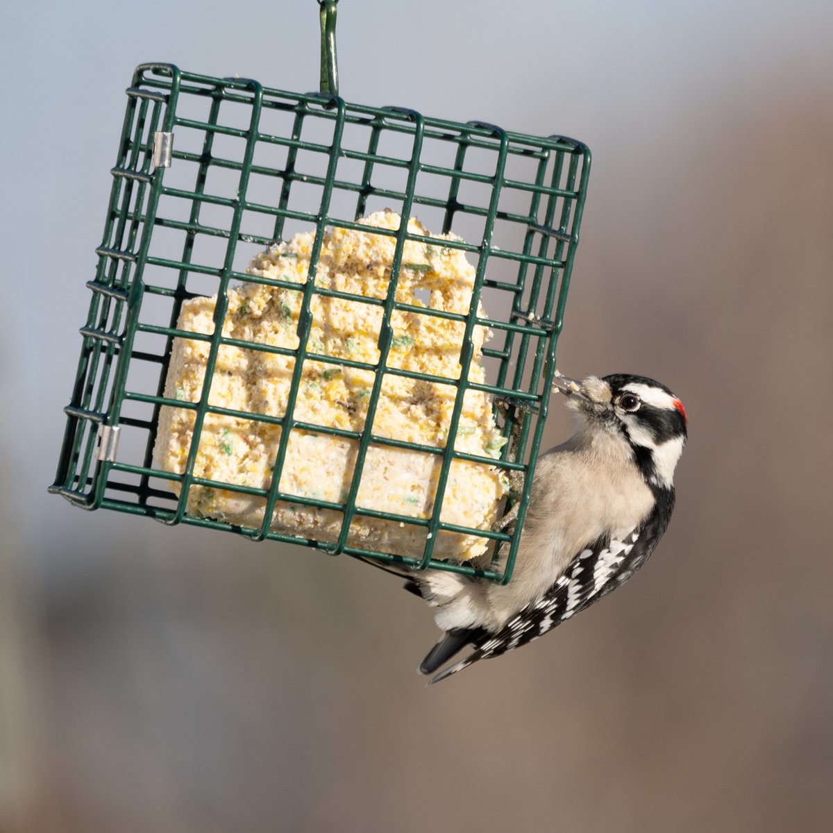 R_Angkaew's tweet photo. @azgibsonz @jayshrike @BirdingRalph @sampro3008 @Dan_Kinghorn77 Thanks @jayshrike for nominating me! I'm going with the Downy Woodpecker, one of the most widespread and the smallest #woodpecker in North America.

I'd like to nominate @VBSP4!
#artshare #woodpeckers #WOODPECKERWEDNESDAY #PHOTOS https://t.co/8BfTNTtiD6