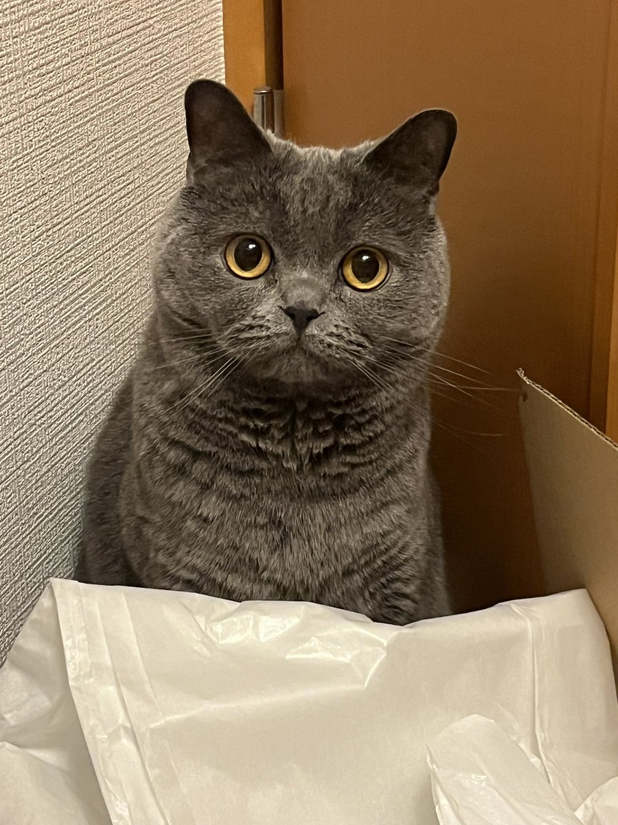 瑞乃 葵🐯 tweet media