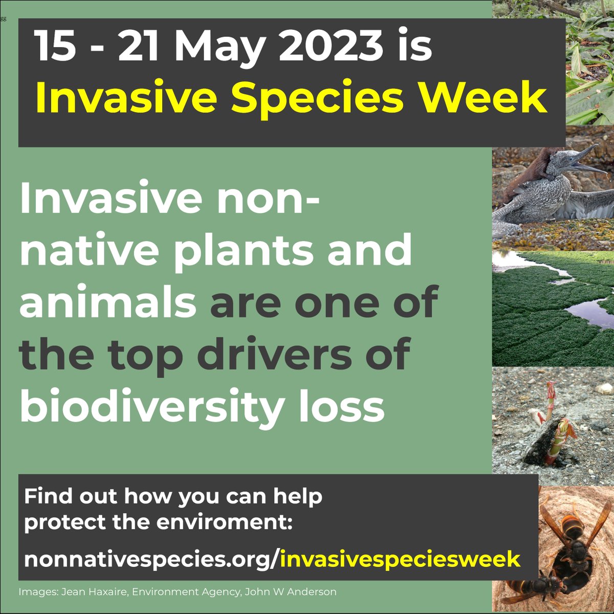 Less than two weeks to go! 

It's not too late to get involved, find out more at #InvasiveSpeciesWeek nonnativespecies.org/invasivespecie…
