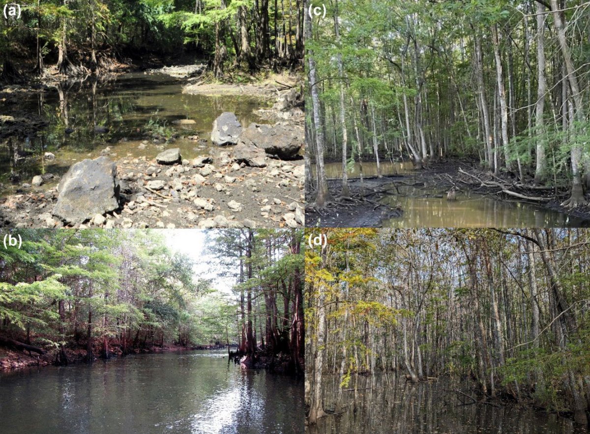 Ecological Applications (@esaapplications) on Twitter photo New & #OpenAccess in <a href="/ESAApplications/">Ecological Applications</a>:
Water availability and seasonality shape elemental stoichiometry across space and time
doi.org/10.1002/eap.28…
With #OpenData in <a href="/figshare/">Figshare</a>
#Drought #RiverScience #NSFFunded <a href="/NSF/">U.S. National Science Foundation</a> <a href="/CarlaLAtkinson/">Carla Atkinson</a> <a href="/DrArialShogren/">Dr. Arial Shogren</a> <a href="/crsmith7348/">Chelsea Smith</a> <a href="/Bankclimber/">Stephen Golladay</a> New & #OpenAccess in <a href="/ESAApplications/">Ecological Applications</a>:
Water availability and seasonality shape elemental stoichiometry across space and time
doi.org/10.1002/eap.28…
With #OpenData in <a href="/figshare/">Figshare</a>
#Drought #RiverScience #NSFFunded <a href="/NSF/">U.S. National Science Foundation</a> <a href="/CarlaLAtkinson/">Carla Atkinson</a> <a href="/DrArialShogren/">Dr. Arial Shogren</a> <a href="/crsmith7348/">Chelsea Smith</a> <a href="/Bankclimber/">Stephen Golladay</a>