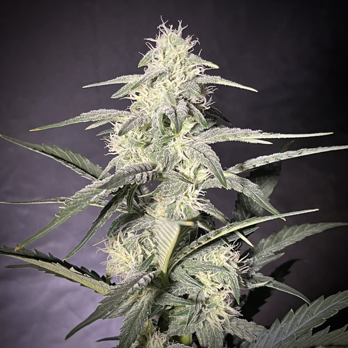 MyrceneDream's tweet photo. Sour Stomper from @MephistoGenetic after 7 weeks of life. 4 weeks since it started flowering 

#cannabiscommunity #cannabisgrowers #growdots #mephistogenetics https://t.co/UFvKYH5c6W