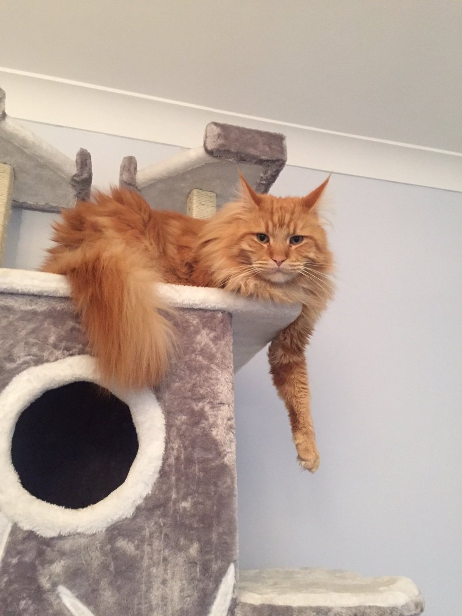 Dave the cat tweet media