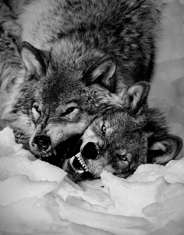 fenrisgreyback's tweet photo. 《▪︎. Fenris Greyback .▪︎》 https://t.co/UyeAYzPWu0